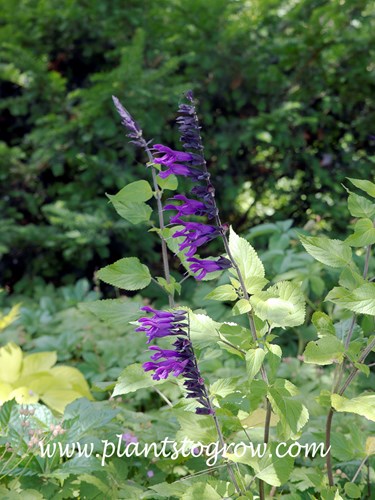 Friendship Salvie (Salvia Amistad)